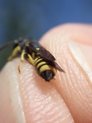 Cerceris quadricincta