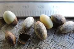 Nectandra