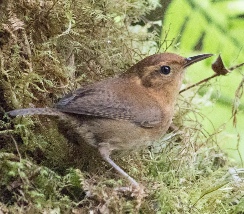 Ochraceous Wren photo