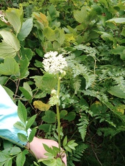 Angelica cincta