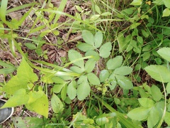 Angelica cincta