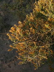 Cyclolepis genistoides