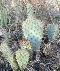 Opuntia basilaris treleasei