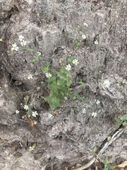 Perityle microglossa saxosa