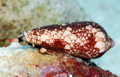 Conus magnificus image