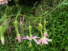 Passiflora tarminiana image