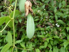 Passiflora tarminiana image