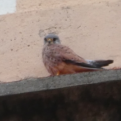 Falco tinnunculus