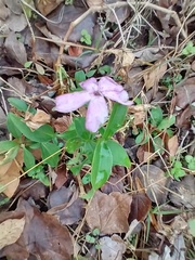 Magnoliopsida