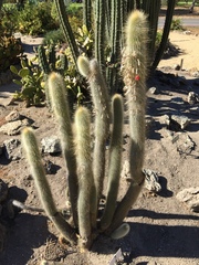 Cleistocactus strausii