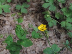 Smyrnium perfoliatum perfoliatum