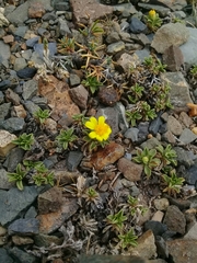 Gutierrezia baccharoides