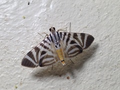 Spilomela perspicata