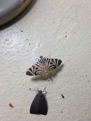 Spilomela perspicata