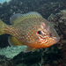 Pumpkinseed - Photo (c) Neil DeMaster, some rights reserved (CC BY-NC-ND)