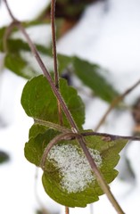 Lamium galeobdolon