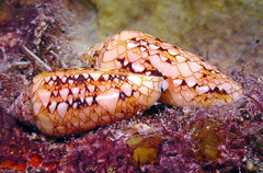Conus legatus image
