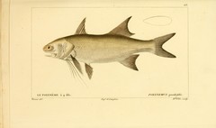 Giant African Threadfin photo 3