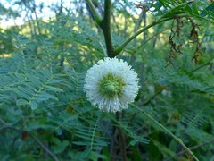 Leucaena leucocephala image