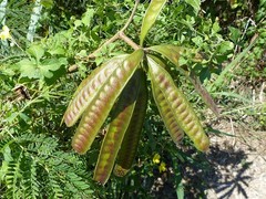 Leucaena leucocephala image