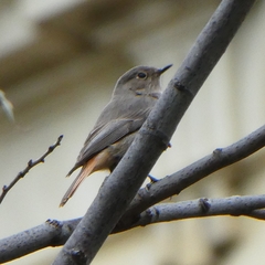 Phoenicurus ochruros