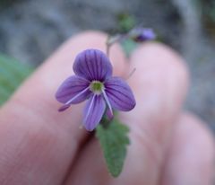 Veronica ponae