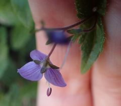 Veronica ponae