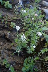 Asperula hirta