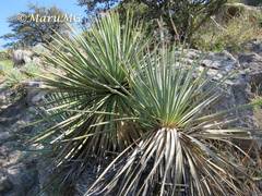 Dasylirion parryanum