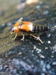 Tachyporus solutus