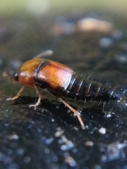 Tachyporus solutus