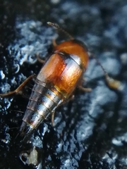 Tachyporus solutus