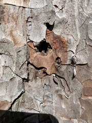 Monochamus titillator