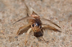 Orthoptera