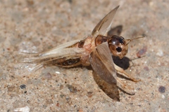 Orthoptera