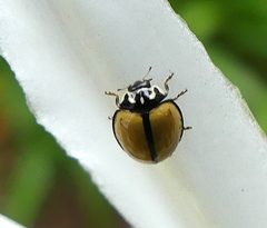 Oenopia cuneata