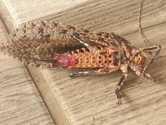 Cymatomera denticollis