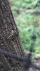Thaumasia argenteonotata