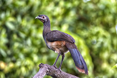 Ortalis poliocephala