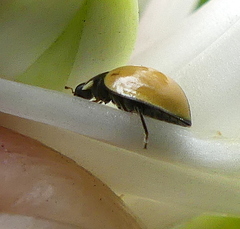 Oenopia cuneata