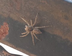 Saitis variegatus