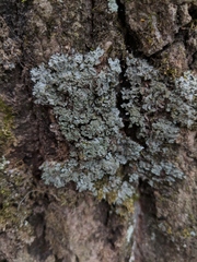 Physconia perisidiosa