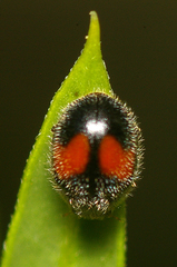 Diomus notescens