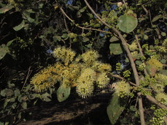 Combretum albidum