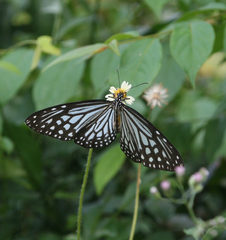 Parantica agleoides agleoides