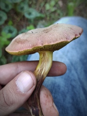 Xerocomellus redeuilhii