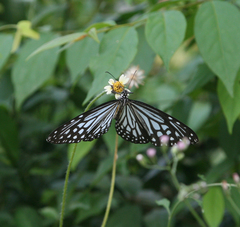 Parantica agleoides agleoides
