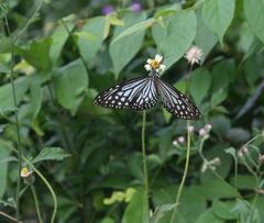 Parantica agleoides agleoides