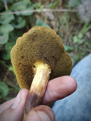 Xerocomellus redeuilhii