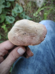 Xerocomellus redeuilhii